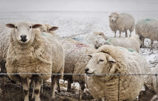 Sheep huddle near the fence in a snow covered field