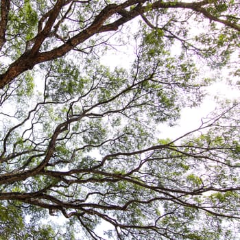 Under the tree with branch and green leaves