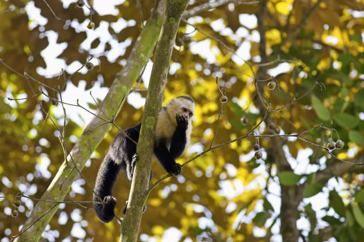 White faced Capuchin sitting in a tree, Manuel Antonio national park