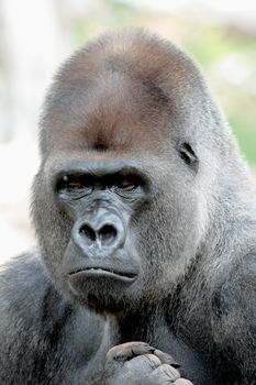 Gorilla portrait isolated proud and defiant look made ​​in vertical