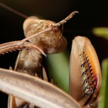wiping mantis from under the front legs after eating in square