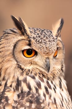 portrait of real owl orange eyes penetrating gaze, vertical and isolated