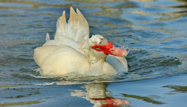 duck red and white