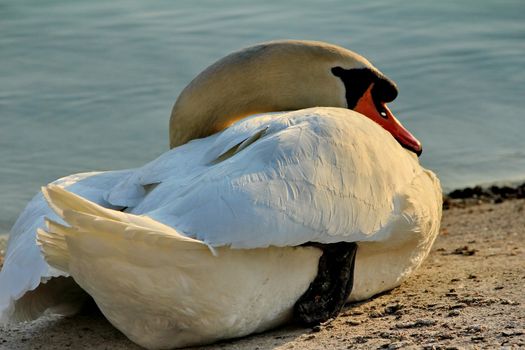swan white and lake