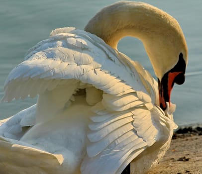 swan white and lake