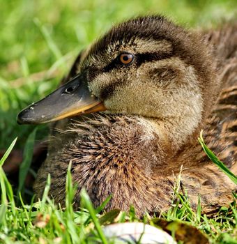 baby duck 