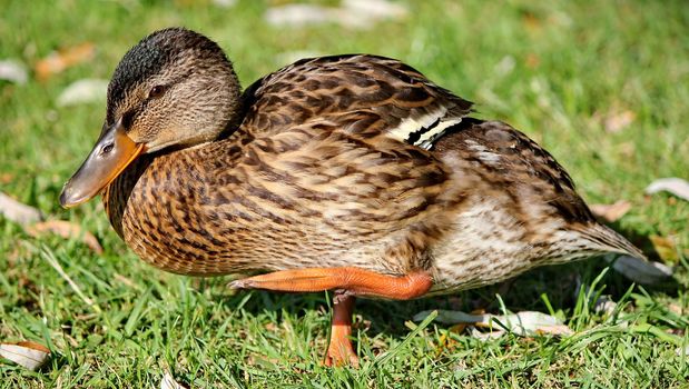 duck brwon