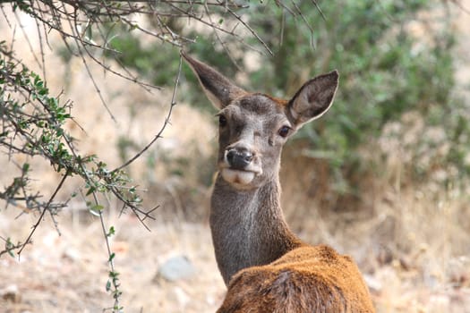 female red deer looking at me while being photographed in the wild in nature