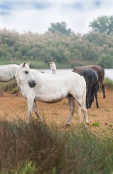 Heron riding on a white Camargue horses