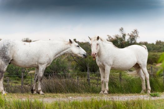 White Camargue horse shows tongue