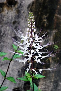 white wildflowers