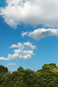 Beautiful cloudy scenery over the flowering chestnut trees