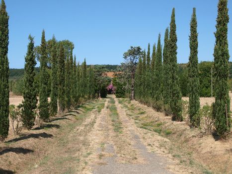 Rustic road nearby Volterra Tuscany