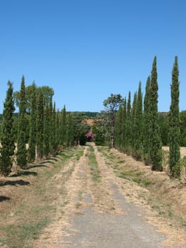 Rustic road nearby Volterra Tuscany