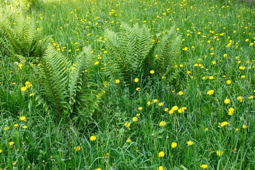 Fields with flowering dandelions and other motley grass and fern bushes