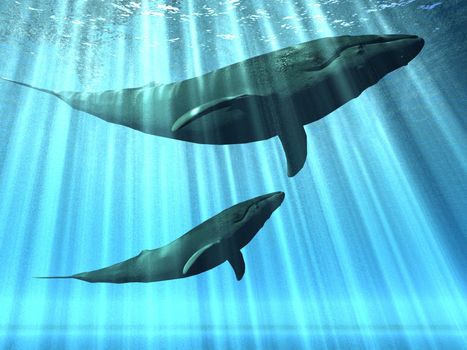 whales