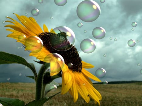 sunflower and bee