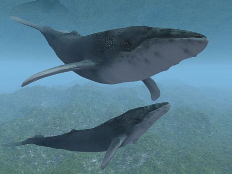 whales