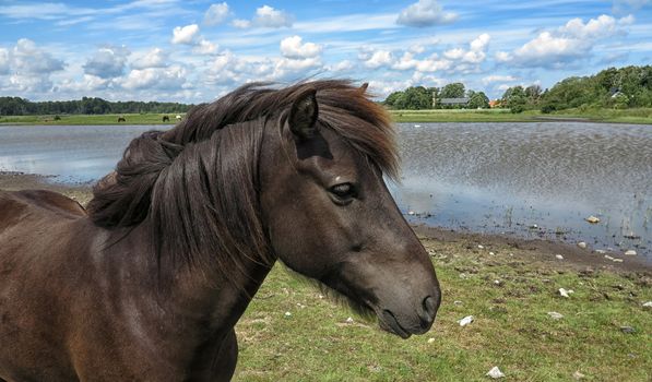 Beautiful dark brown horse in a Danish meadow at summertime.
