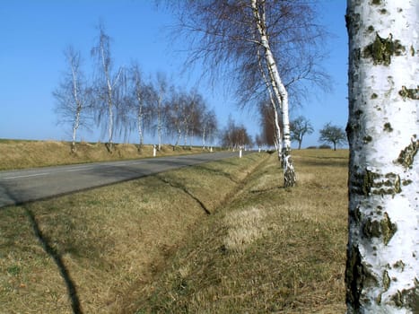 the road and birch