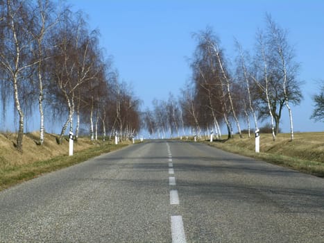 the road and birch