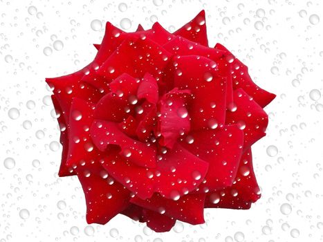 rose and drops