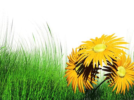 flowers and grass