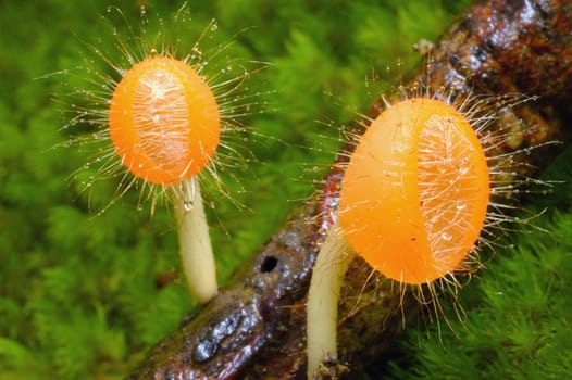 Orange  hair mushroom in rainforest.
