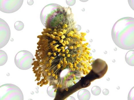 flower and bubbles