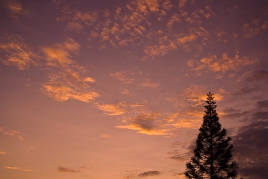 Nice blue sky and tree in sunset time