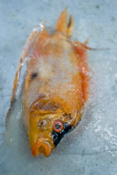 Fish in the ice melting