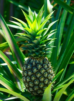 Ripe pineapple.