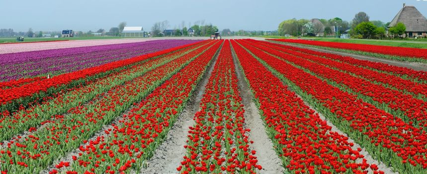 A spring field with red tulips somewhere in the Netherlands. Panorama