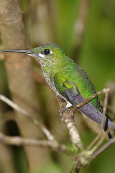 Small hummingbird resting after feeding, Monteverde Area, Costa Rica.