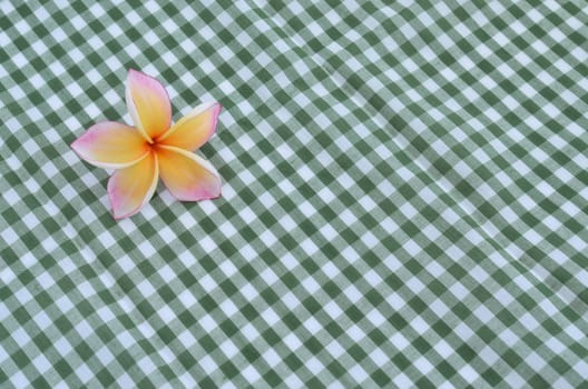 Frangipani flower on the green cloth