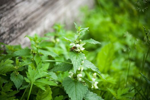 green nettle flowering