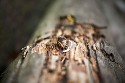 bough on a log. selective sharpening