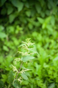 green nettle flowering