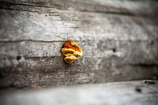 Fungus on a tree. selective sharpening