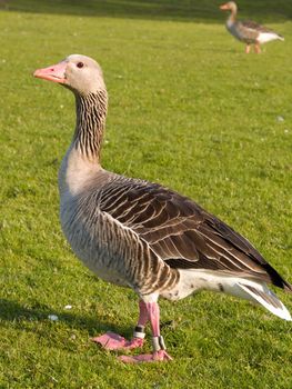 Portrait of a friendly goose standing on grass