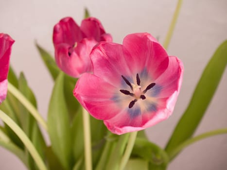 Pretty Pink flower showing growth