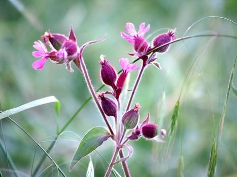 Pretty flower in a v  shape