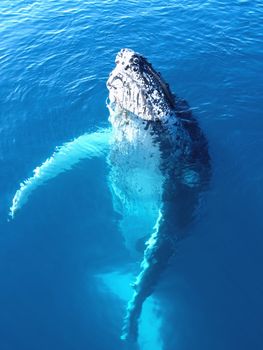 Portrait of a majestic humpback whale in australia