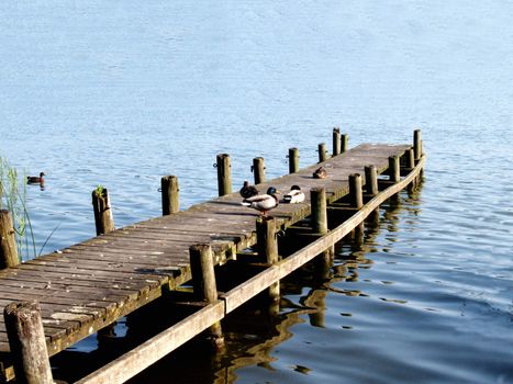 Ducks sitting on a ramp at a  lake