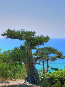Old juniper and  Black sea in Crimea