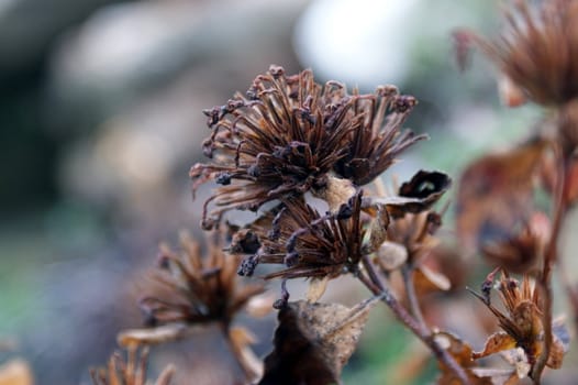 seeds in wintergarden