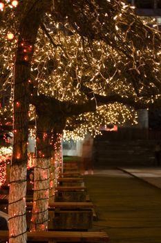 Trees in a plaza adorned with holiday lights