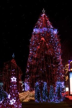 Trees in a plaza adorned with holiday lights