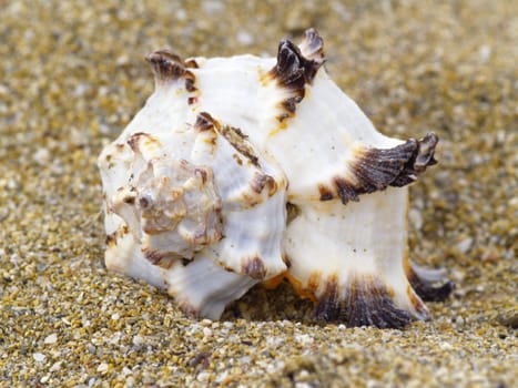 snail shell in the sand