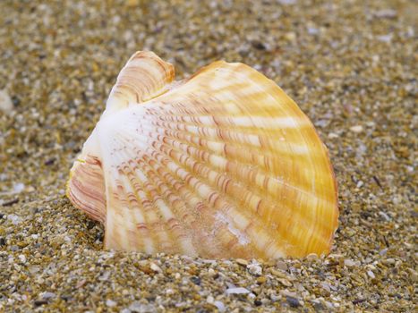 common scallop in the sand